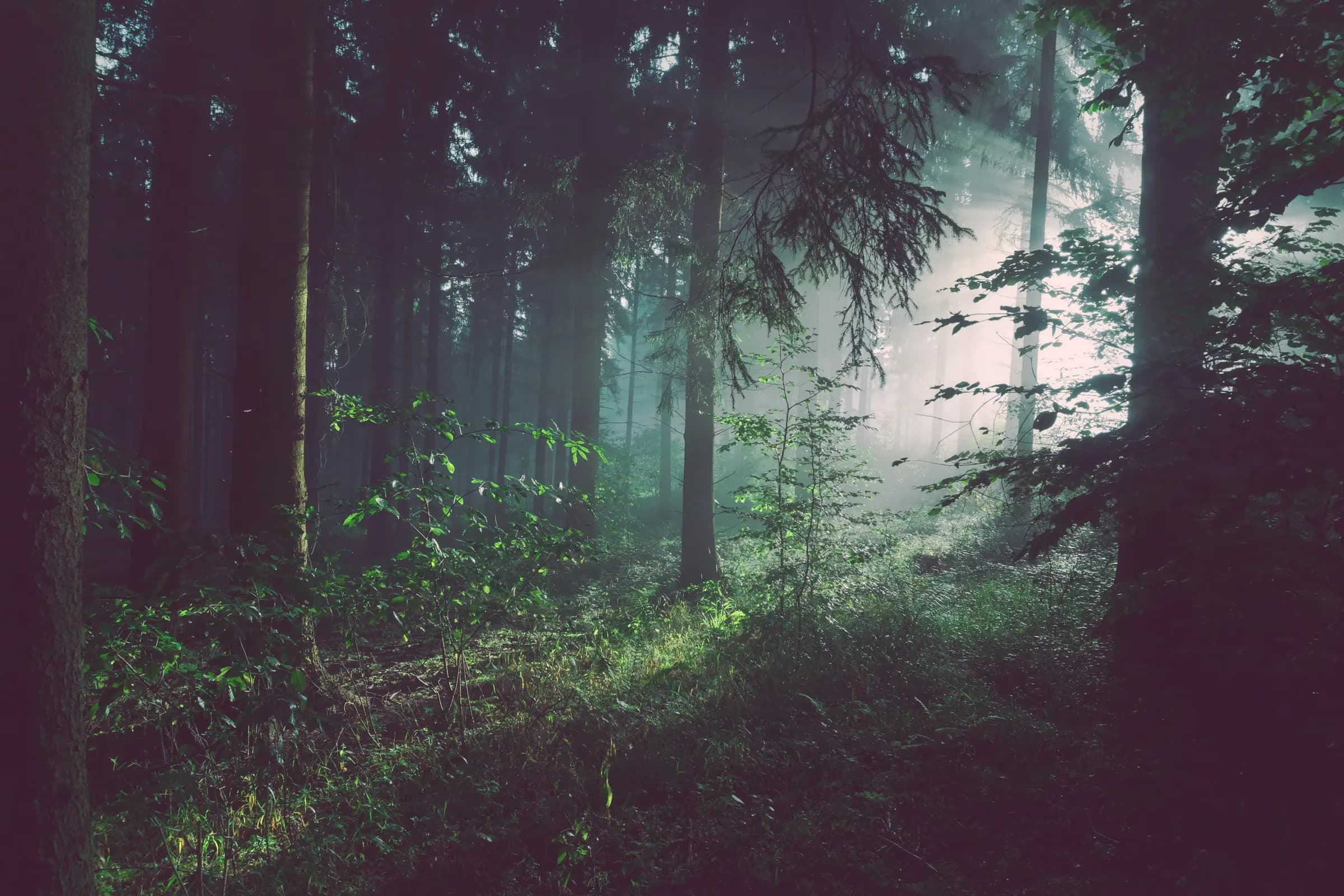 Bosque con luz entre los árboles