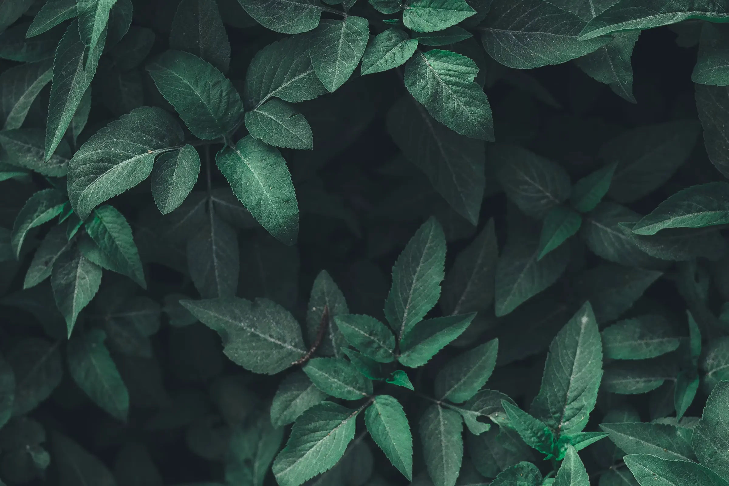 Hojas verdes
