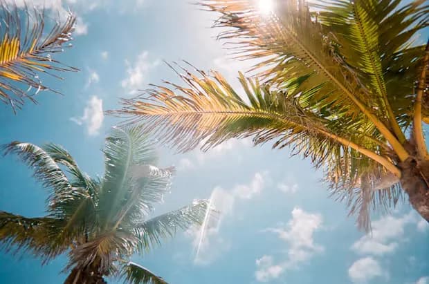 Palmeras bajo un cielo azul